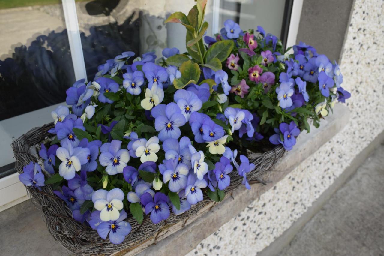 Bagenalstown Orchard Grove Bed & Breakfast R21Rc58 מראה חיצוני תמונה