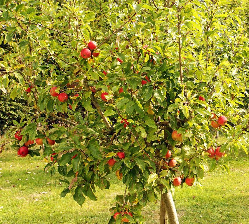 Bagenalstown Orchard Grove Bed & Breakfast R21Rc58 מראה חיצוני תמונה
